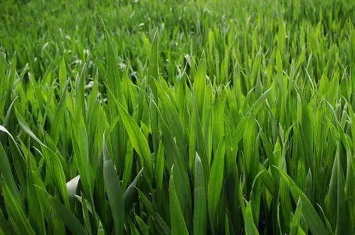 秋冬種及冬季農(nóng)業(yè)開發(fā)農(nóng)技行動啟動實施，推動農(nóng)業(yè)種植技術(shù)升級