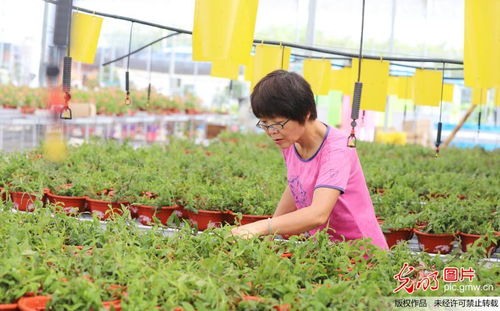 智慧農(nóng)業(yè) 技術(shù)驅(qū)動鄉(xiāng)村振興的新篇章