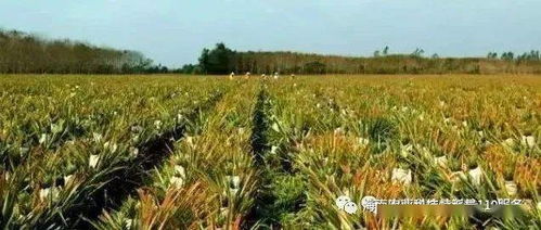 臨高科技特派員下鄉(xiāng) 以技術(shù)賦能農(nóng)業(yè)，提升農(nóng)戶種植水平