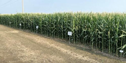 科技賦能，綠色共生 中化農(nóng)業(yè)MAP發(fā)布2024綠色高質(zhì)量發(fā)展報告，引領(lǐng)農(nóng)業(yè)種植技術(shù)開發(fā)新篇章