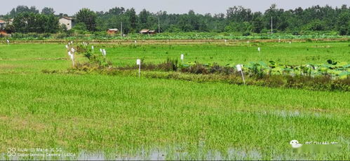 科技創(chuàng)新驅(qū)動農(nóng)業(yè)綠色發(fā)展 新型種植技術(shù)的開發(fā)與應(yīng)用