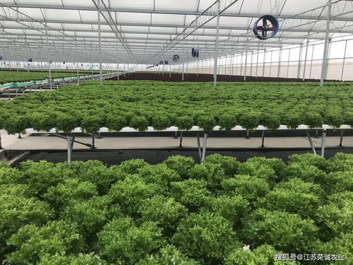 重視土壤改良 農(nóng)業(yè)種植技術(shù)的核心基石