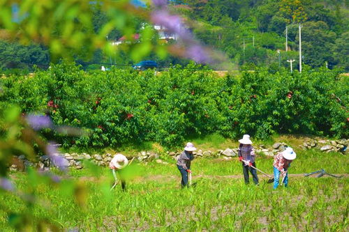 科學(xué)種植 助力產(chǎn)業(yè)發(fā)展——農(nóng)業(yè)種植技術(shù)開發(fā)的路徑與前景