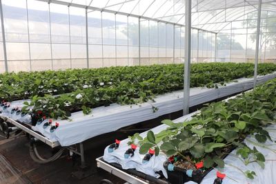 遇見“莓”好！鹽都“田間學(xué)院”助力草莓產(chǎn)業(yè)走向世界