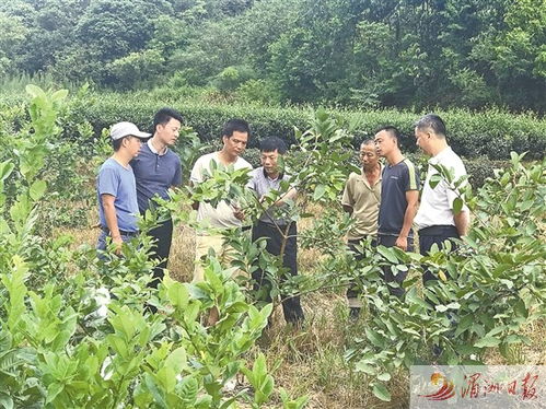 科技特派員賦能農業創新，莆田譜寫產業增收新篇章